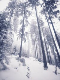 Snow covered pine trees in forest