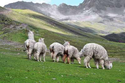 Sheep grazing on landscape against sky