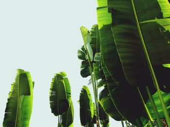 Low angle view of banana leaf against sky