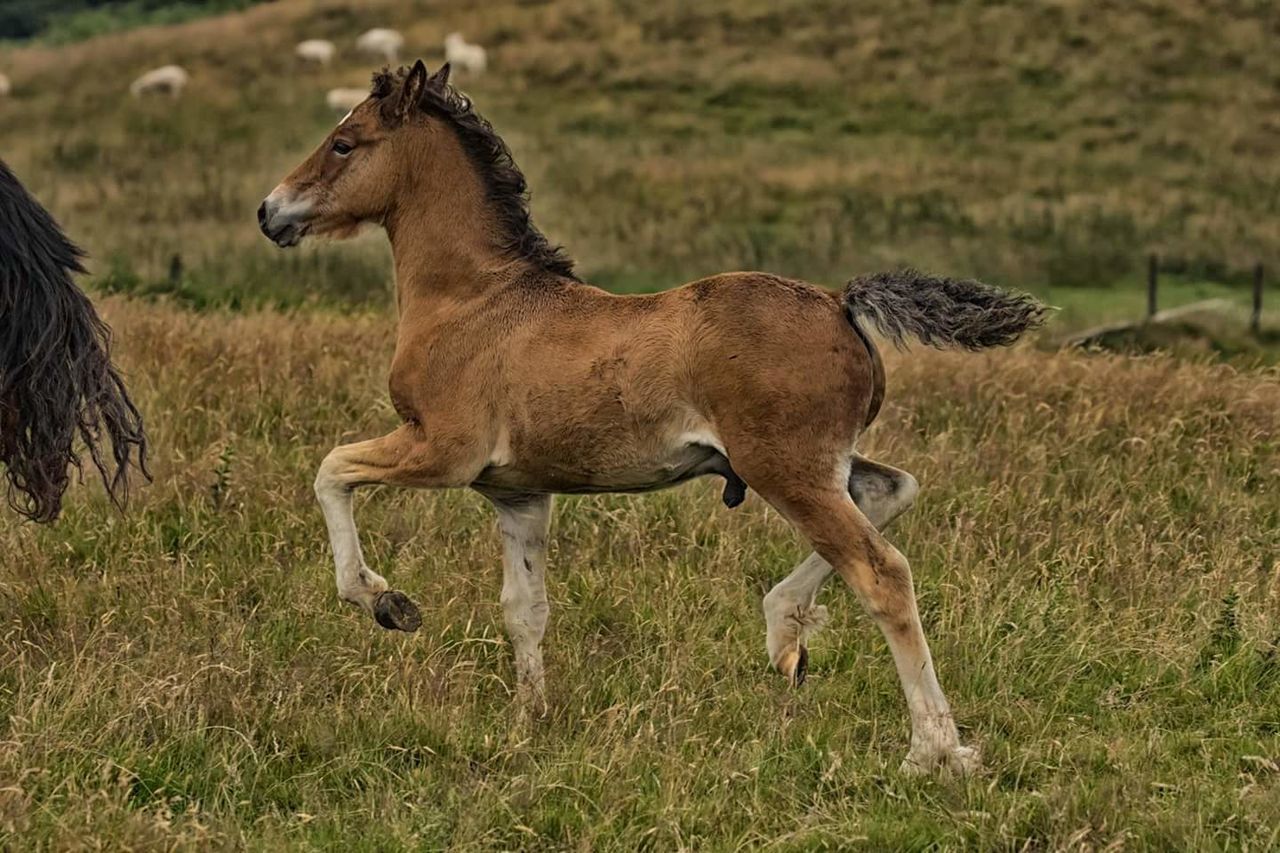 field, mammal, animal themes, grass, side view, domestic animals, day, no people, nature, foal, standing, outdoors, full length