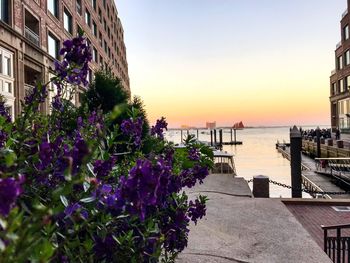 Purple flowering plants by sea against sky during sunset