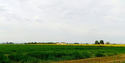 Scenic view of grassy field against sky