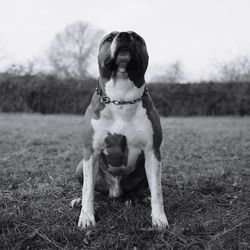 Portrait of dog sitting on field