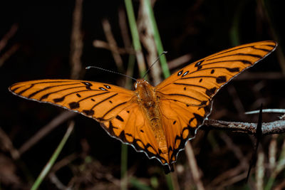 Close-up of butterfly on leaf