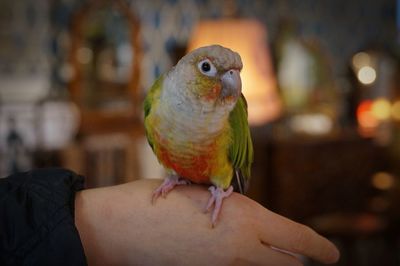 Close-up of hand holding bird