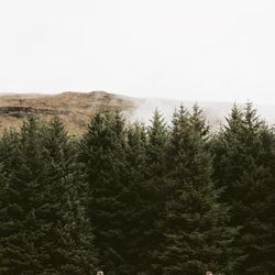 Scenic view of forest against clear sky