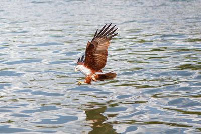 Bird flying over lake