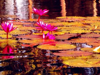 Lotus water lily in pond