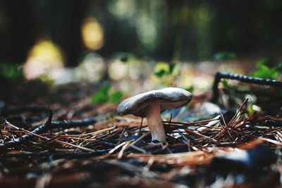 Close-up of mushroom growing on field