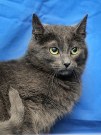 Close-up portrait of a cat