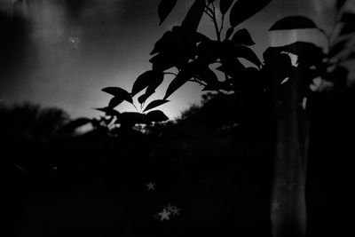 Close-up of silhouette flowering plant against sky
