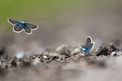 Close-up of butterfly on wood
