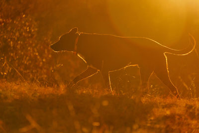 View of dog on field during sunset