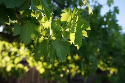 Close-up of fresh green leaf