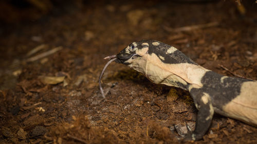 Close-up of a lizard on a field