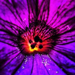 Macro shot of purple flower