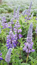 Close-up of lavender flowers