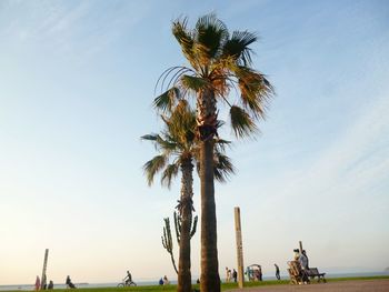 Palm trees on beach against sky