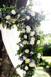 Close-up of white flowering plant
