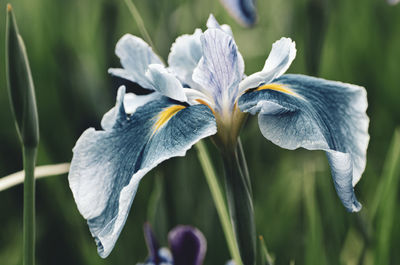 Close-up of white iris