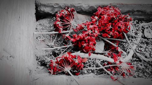 Close-up of red flowers