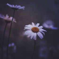 Close-up of white cosmos flowers blooming outdoors