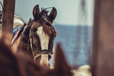 Close-up of horse