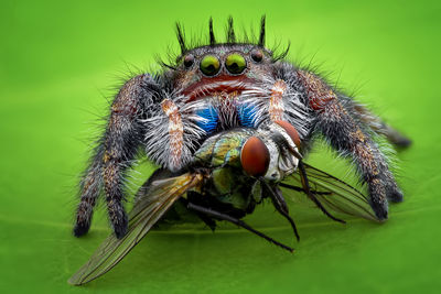 Close-up of spider