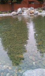 Reflection of trees in water