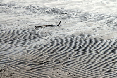 High angle view of swan swimming in sea