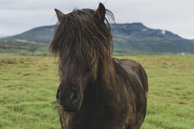 Close-up of a horse on field