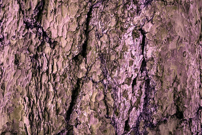 Full frame shot of tree trunk