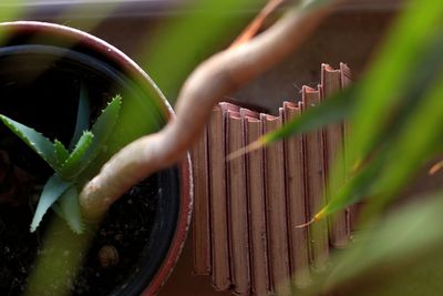 Close-up of potted plant with leaves 