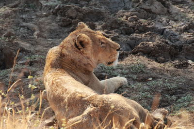 Side view of a cat on rock