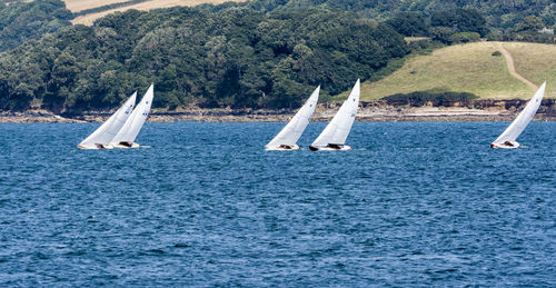 Sailboat sailing on sea by trees against sky