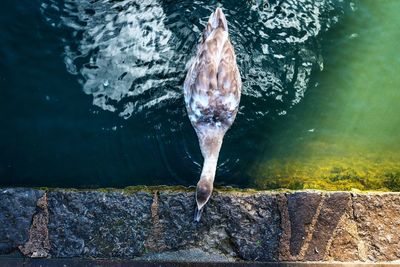 Close-up of swan swimming in lake