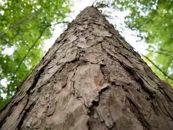 Low angle view of tree trunk