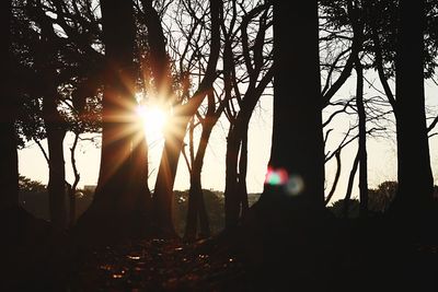 Silhouette trees against sky during sunset