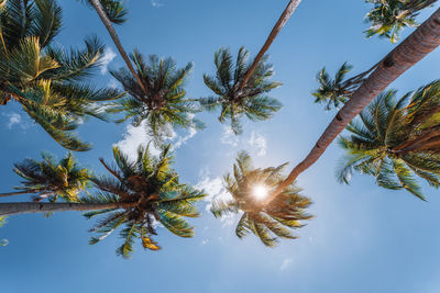Low angle view of coconut palm trees against blue sky