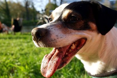 Close-up of a dog looking away