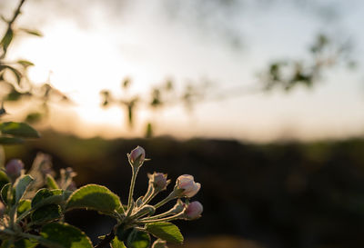 Close-up of flowering plant against sky