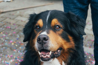 Close-up portrait of dog