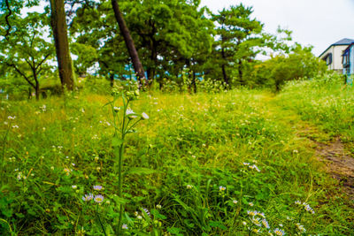 Plants and trees on field