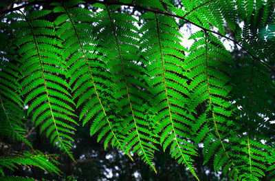 Close-up of green leaves on tree
