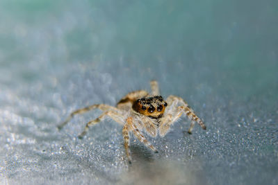 Close-up of spider on table