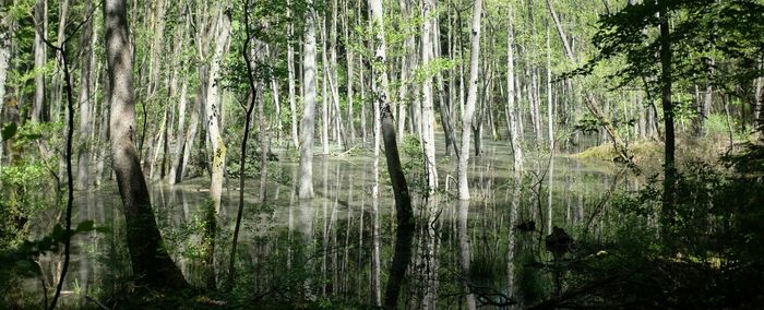 Trees in forest