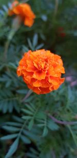 Close-up of orange flowering plant