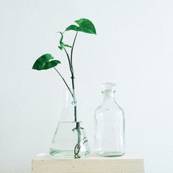 Close-up of potted plant in glass vase against wall