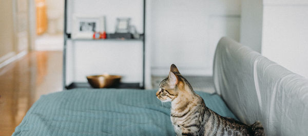 Close-up of cat at home