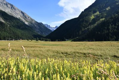 Scenic view of agricultural field against sky